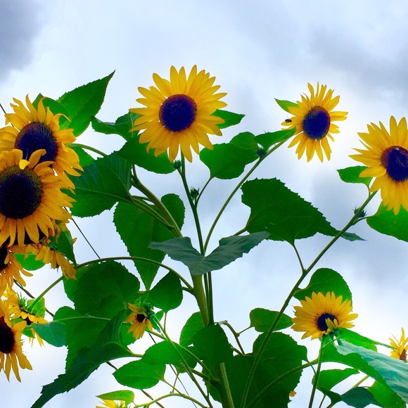 Meet your Posher, Linda (photo is my mom) - Picture 4 of 7